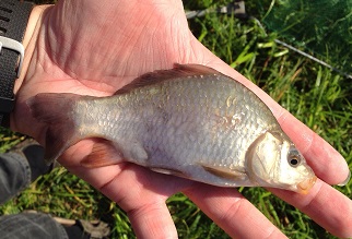 Karpfennachzucht im Vereinsweiher